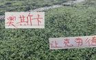 海港前名宿奥斯卡现身世界杯现场