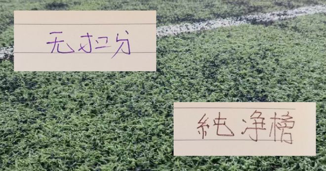 半程未扣分纯净积分榜 不扣分申花也是挤进前5豪门